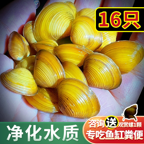黄金小河蚌净水河蚬活体清理鱼缸净化水质淡水观赏螺专吃鱼屎粪便
