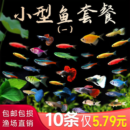 小型热带观赏活鱼斑马鱼孔雀鱼红绿灯科天使神仙金鱼淡水好养小鱼
