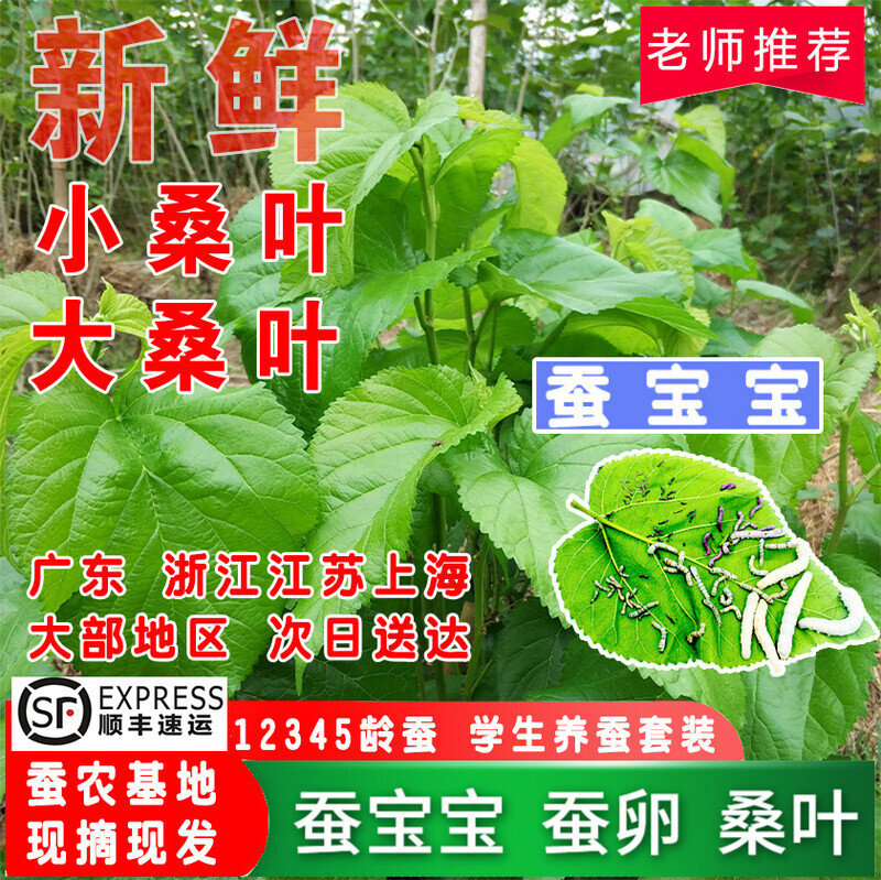 桑叶新鲜养蚕宝宝送蚕卵学生套装蚕叶大小蚕鲜嫩现摘当天发货喂蚕图片