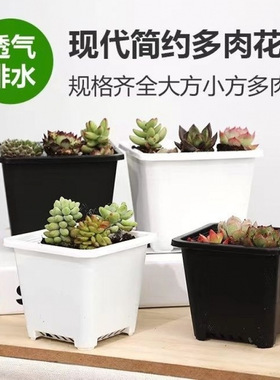 黑色多肉花盆景天小方盆单头老桩景天盆多肉小方盆塑料小黑方加厚