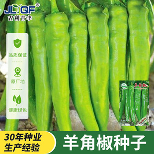 羊角椒种子牛角椒种子中辣早中熟露地高产辣椒籽抗病大果蔬菜盆栽