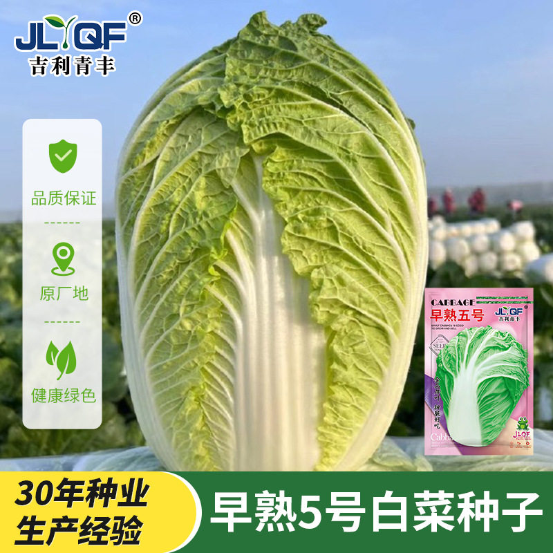 大白菜种子秋播冬储黄心白菜种籽高产秋季蔬菜抗病口感好耐寒包邮