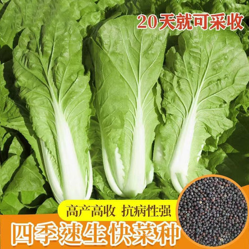 四季速生快菜种子奶油小白菜籽耐热早熟种孑青菜阳台盆栽蔬菜种籽