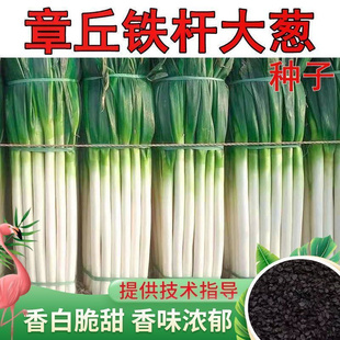 高产山东章丘大葱种子铁杆大梧桐耐寒耐旱易种四季蔬菜种籽