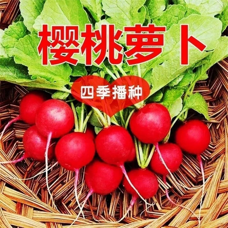 樱桃小萝卜种子心里美白萝卜沙窝早熟阳台盆栽水果蔬菜种子四季播