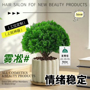 情绪稳定神器桌面放青松盆栽绿植摆件办公室工位装 饰乔迁新居礼物
