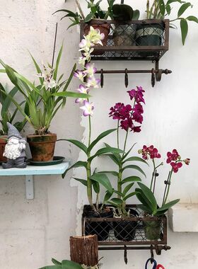 比如树法式铁艺壁挂花架t户外庭院花园装饰家居收纳 挂钩 置物