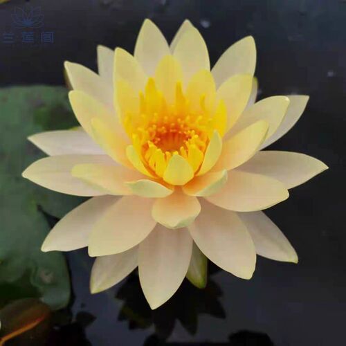 艾肯斯 莲花种茎黄色睡莲根块大C型水生植物庭院别墅花园花卉期长