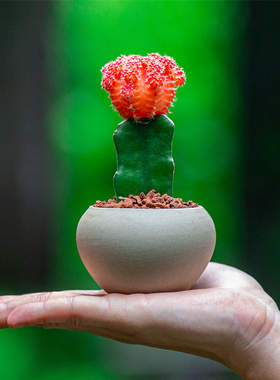 红色仙人掌盆栽仙人球室内办公室桌面绿植多肉植物花卉迷你小盆景