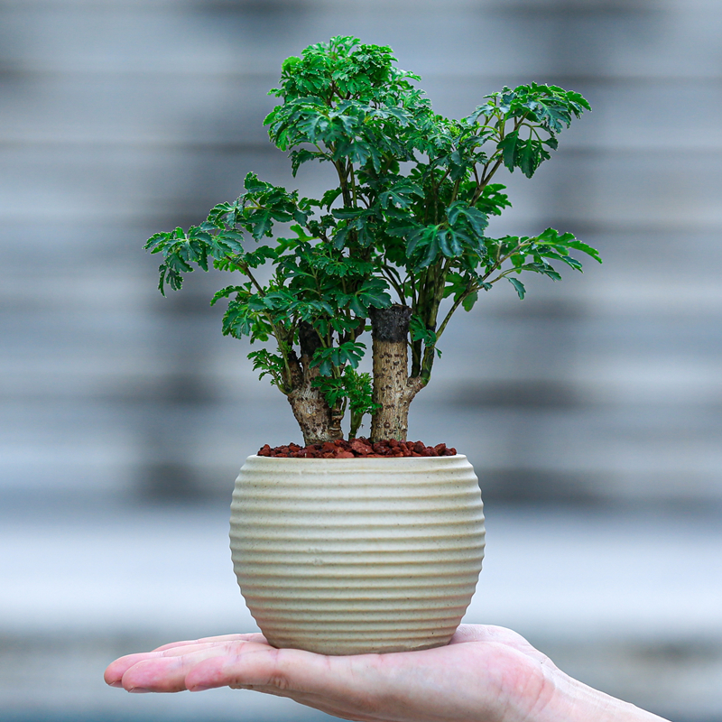 客厅办公室桌面小绿植小盆景摆件