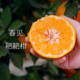 春见耙耙柑 清新解腻 如沐春风 四川特产 正宗非纯甜带酸 东来