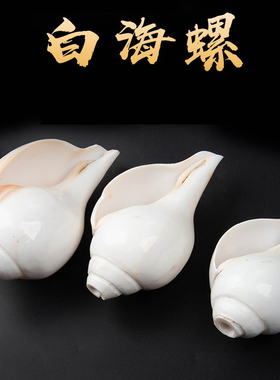 尼泊尔海螺佛家左旋生物右旋天然白海螺密宗法器家用摆件八供用品