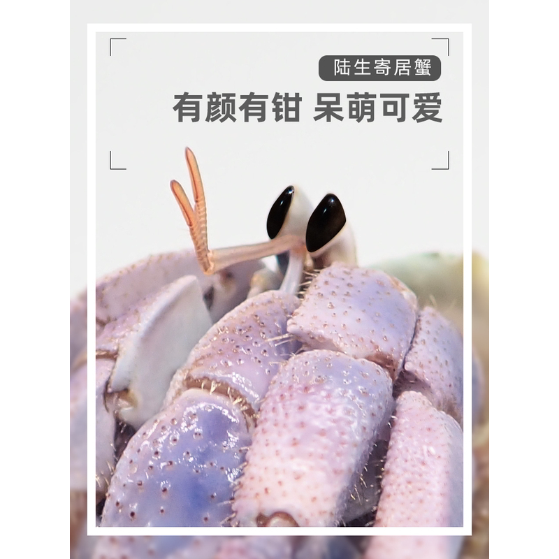 陆生寄居蟹螃蟹活体宠物草莓灰白淡水懒人易养活网红潮人送礼儿童