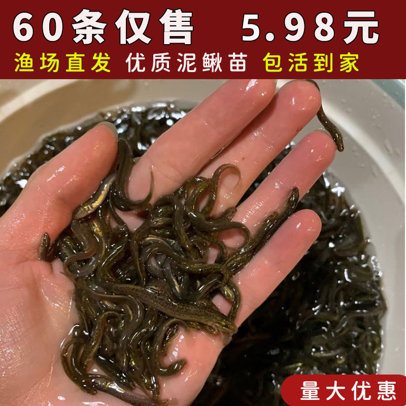 台湾小泥鳅苗鲜活苗养殖本地淡水鱼苗宠物龙鱼乌龟活体饲料筏钓鱼