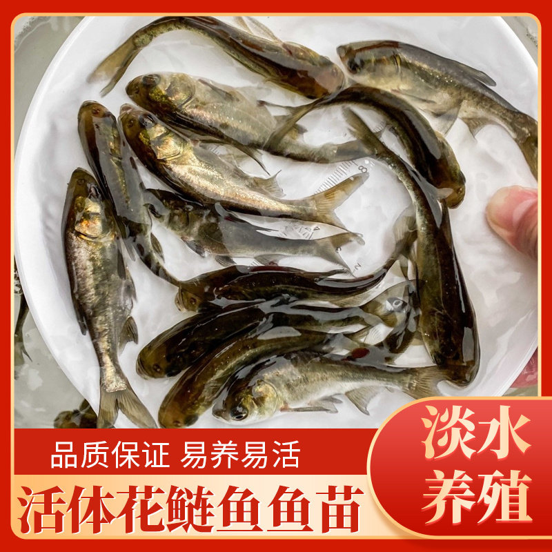 花鲢鱼苗活体淡水好养殖活体四大家鱼苗花鲢鱼苗大头鱼苗胖头鱼苗