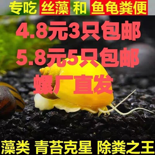 黄金螺除藻螺观赏螺鱼缸清洁螺吃藻螺苹果螺斑马螺吃粪工具淡水螺