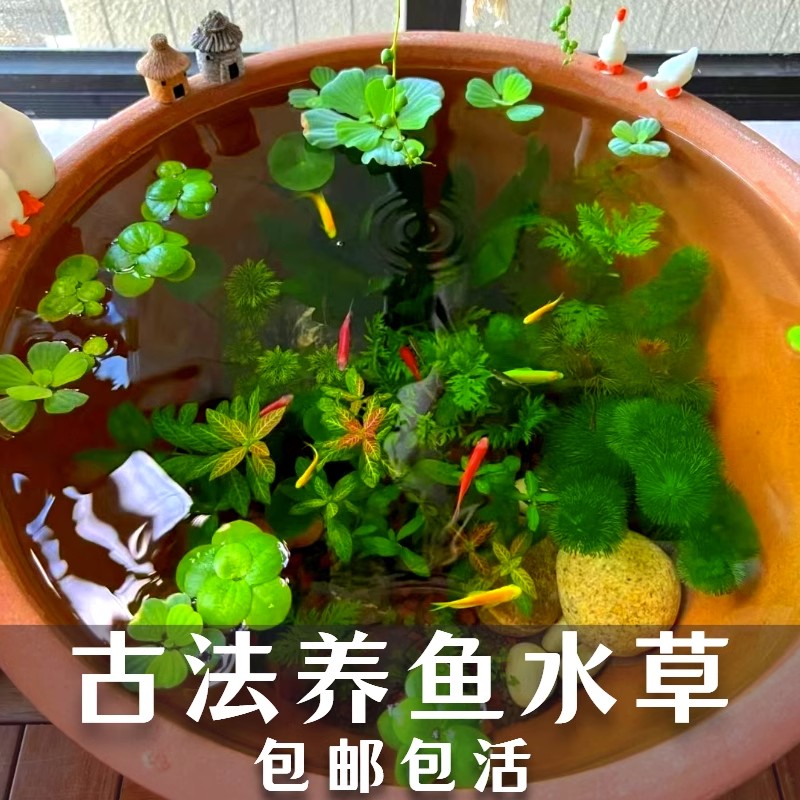 古法养鱼专用水草造景材料套餐净化水质水芙蓉葫芦鱼缸里的真植物