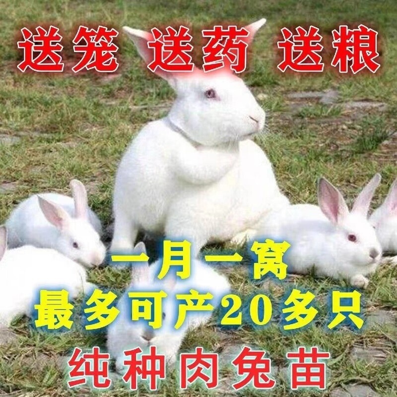 兔子活物公母一对好养家兔肉兔子苗一只活兔子宠物兔活体幼崽兔