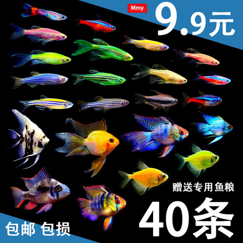 斑马鱼活体热带小型孔雀观赏鱼好养淡水神仙金鱼苗红绿灯科清道夫