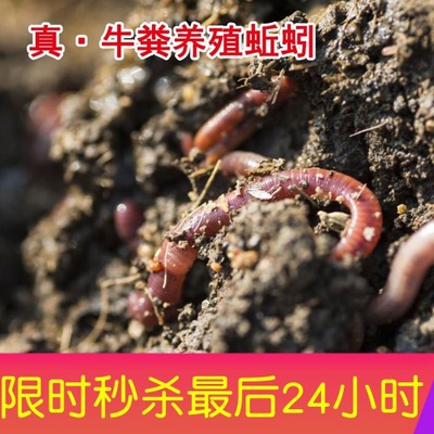 王军蚯蚓活饵养殖苗活邱蚓活体大小号钓鱼野钓鱼饵1斤鲜活特大盒