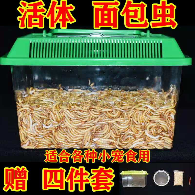 面包虫活体 黄粉虫活虫 鹦鹉鱼 金龙鱼 乌龟 画眉鸟石蛙饲料包邮