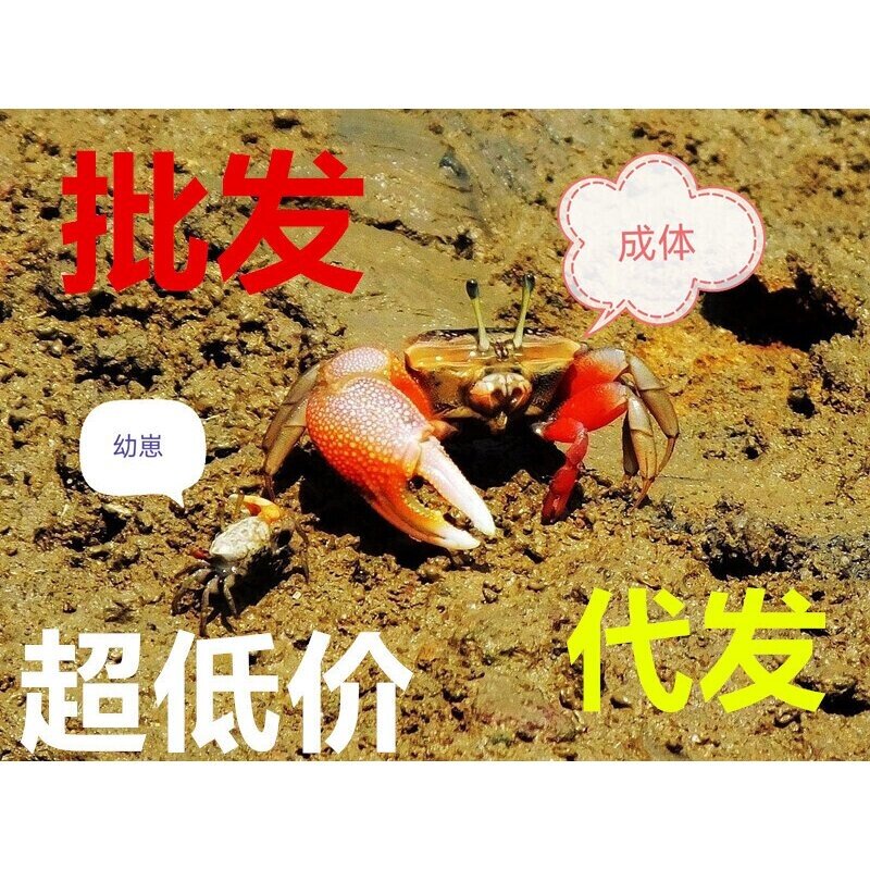辣椒蟹相手蟹将军蟹弹涂鱼跳跳鱼水族观赏宠物活体饲养盒躲避屋打