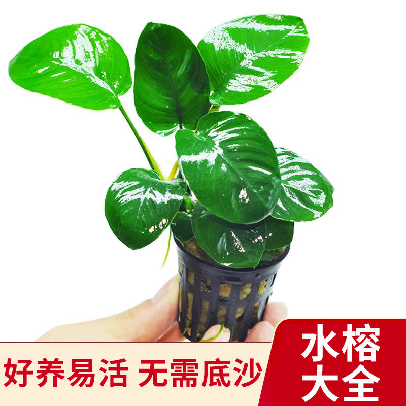 小水榕水草植物鱼缸造景真草绑沉木辣椒榕迷你阴性活增氧懒人淡水