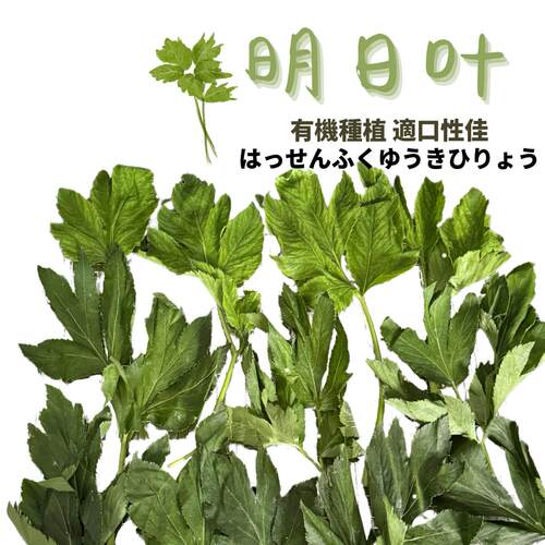 积木兔屋有机明日叶兔子长寿草适口性超级好兔子豚鼠龙猫绿草