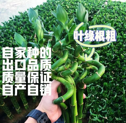 带根转运竹转好运招财旺宅