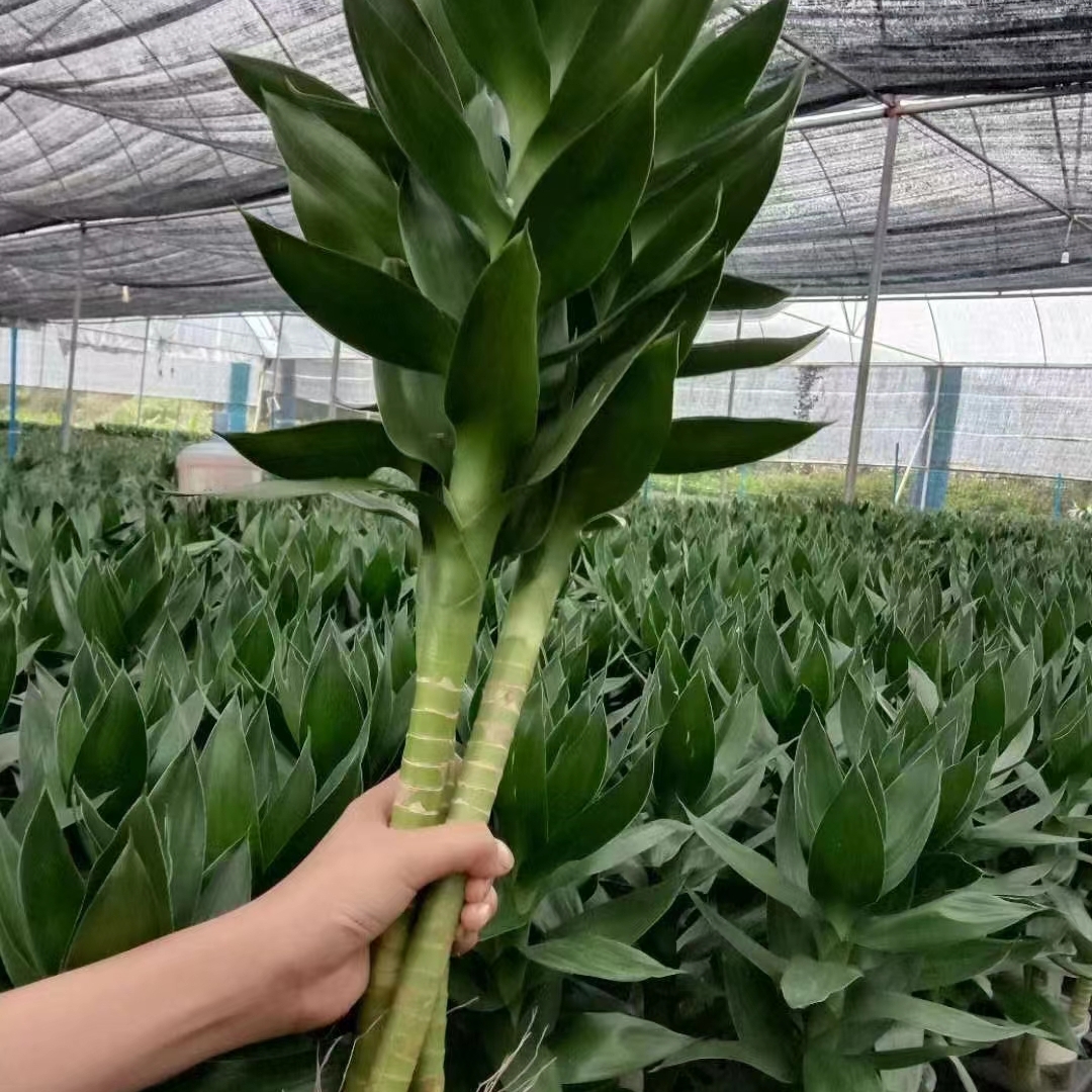 招财旺宅绿植节节高升