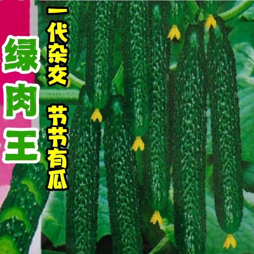 津研四号黄瓜种子绿皮绿瓤甜脆嫩绿黄瓜节节有瓜绿刺黄瓜蔬菜种子