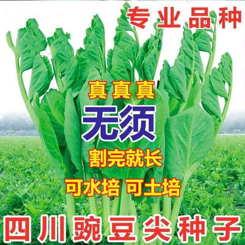 无须豌豆苗种子水培荷兰豆芽特大豌豆尖苗菜春秋冬四季播蔬菜种子