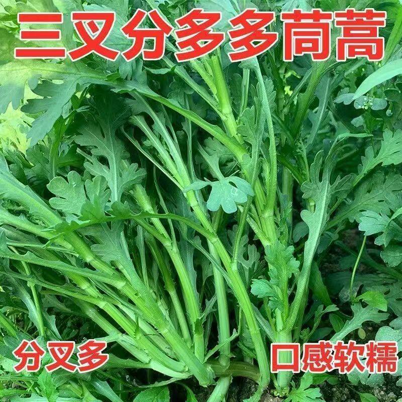 高产味道更浓摘了又长蔬菜三叉