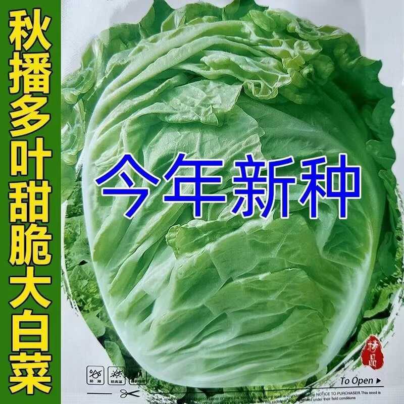 大白菜籽晚熟丰抗120高产农家