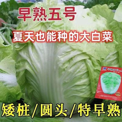 早熟5号大白菜甜脆好吃大白菜耐热大白菜四季农家自种蔬菜
