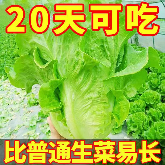 【割完又长】正宗甜脆意大利生菜种子生吃生菜籽农家蔬菜种子大全