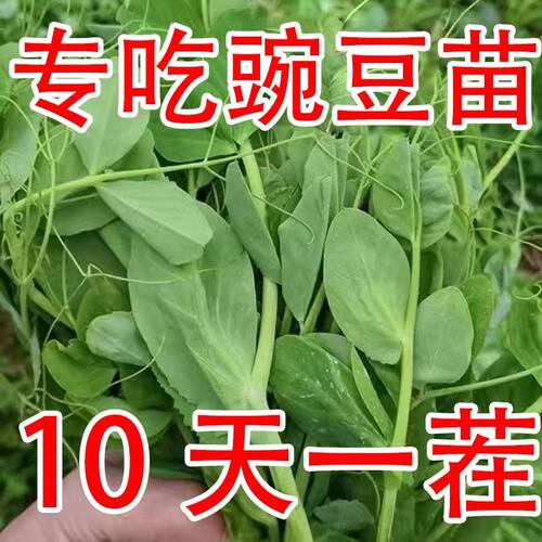 豌豆苗种子芽苗菜四季播
