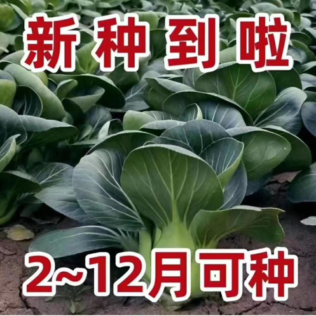 黑大头苏州青矮脚青梗菜种子四季种籽油菜小青菜青菜蔬菜菜种种子