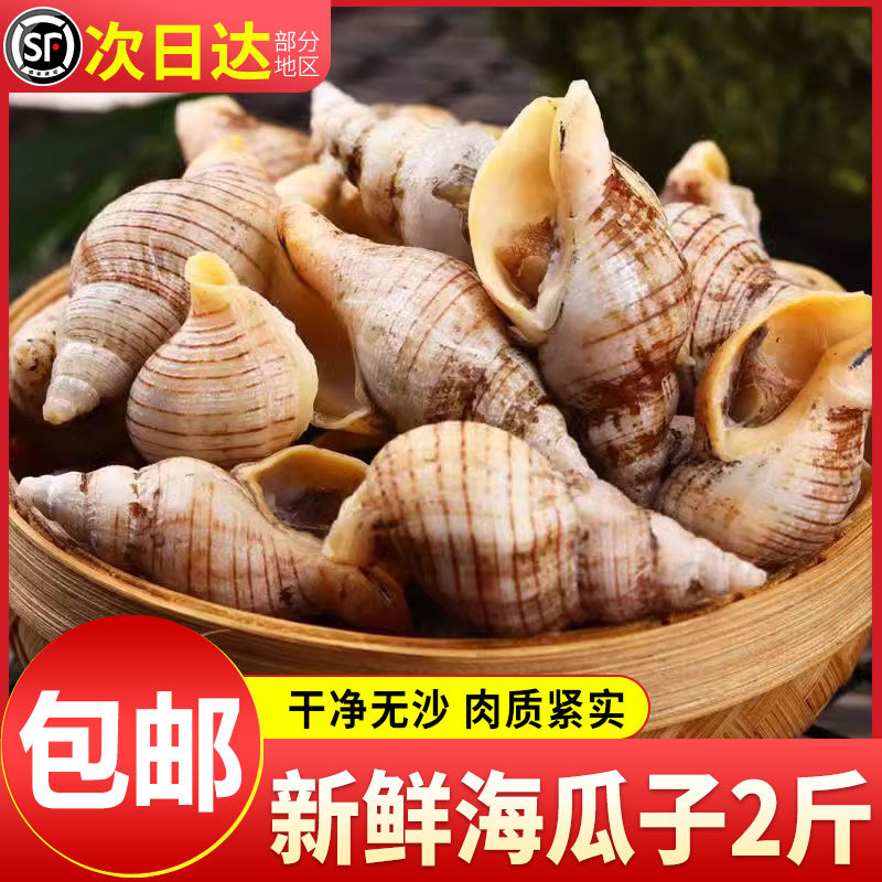 贝贝螺鲜活速冻海瓜子2斤海螺丝新鲜钉螺大红枣螺冷冻宵夜烧烤