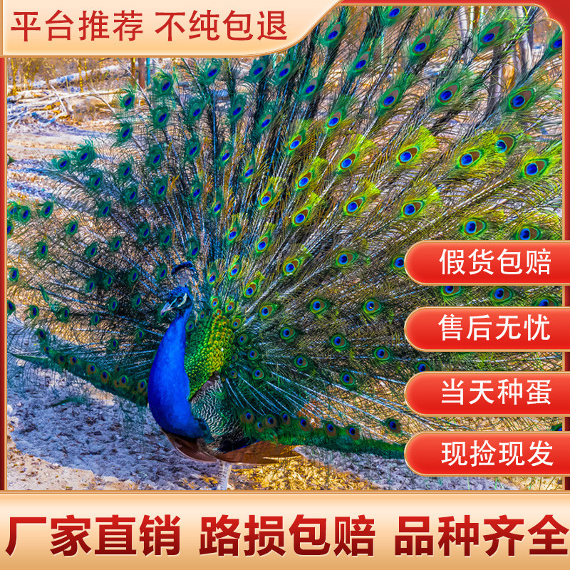 孔雀种蛋受精蛋观赏孔雀活苗纯种孔雀活苗活体宠物鸟种蛋可孵化,宠物/宠物食品及用品,鸟,淘宝优惠券,粉丝福利购,淘宝优惠卷