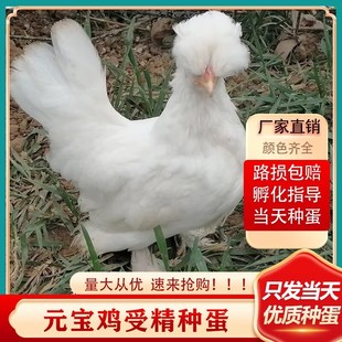 泰国矮脚鸡白桂鸡矮脚鸡种蛋观赏鸡种蛋受精蛋可孵化元 宝鸡宠物鸡