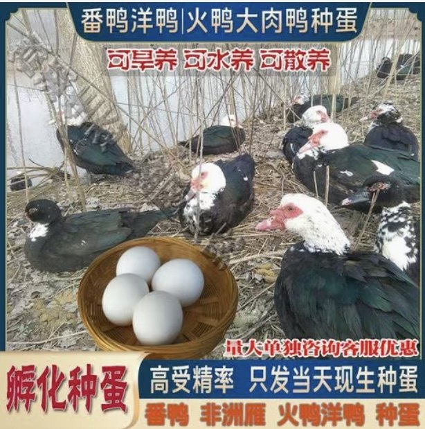 番鸭种蛋受精蛋可孵化洋鸭种蛋鸭蛋红脸美洲雁10枚包邮破损包赔,宠物/宠物食品及用品,鸟,淘宝优惠券,粉丝福利购,淘宝优惠卷