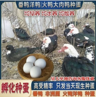 番鸭种蛋受精蛋可孵化洋鸭种蛋鸭蛋红脸美洲雁10枚包邮破损包赔
