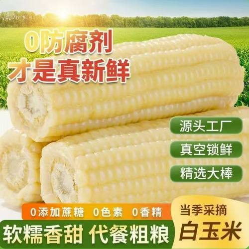 【新日期】东北白甜糯玉米棒非转基因甜糯玉米棒真空装白玉米