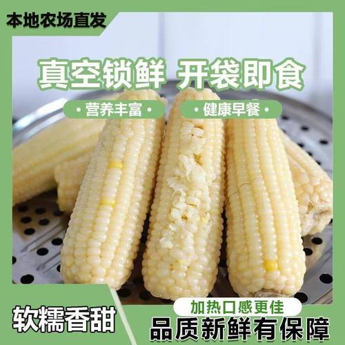 【健康早餐】东北白甜糯玉米棒当季新货甜糯玉米棒真空装白玉米