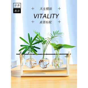 护眼水培植物玻璃瓶水养桌面摆件宿舍办公室室内绿植小型盆栽绿萝