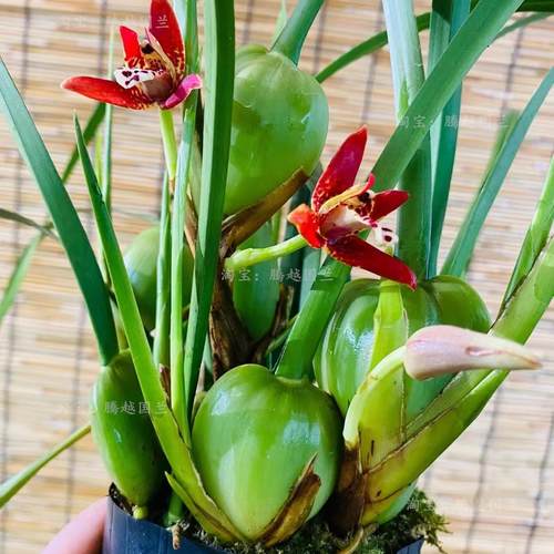 浓香兰花苗咖啡兰奶香味室内外客厅阳台好养易活绿植花卉美观趣味