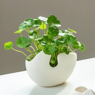 o好养清新空气水培金钱草花盆陶瓷水养桌面盆 铜钱草盆栽家居四季