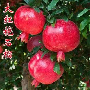 正宗大红袍石榴树苗嫁接石榴苗耐寒大果红石榴苗庭院阳台盆栽石榴