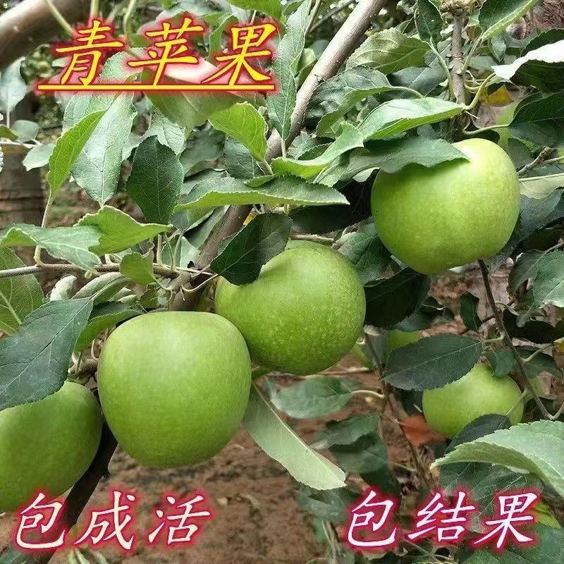 新款优质青苹果树苗嫁接苹果苗耐寒室外庭院阳台盆栽南北方种植图片